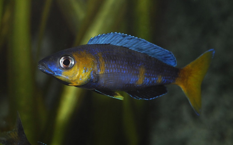Cyprichromis sp. 'brilliant jumbo' Kitumba